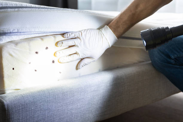 Best Bed Bug Extermination  in East Islip, NY