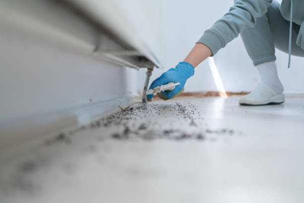 Best Wasp Removal Services  in East Islip, NY